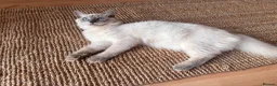 Ragdoll cats for sale: Goose - ragdoll x Siamese looking for a home - Advert 1