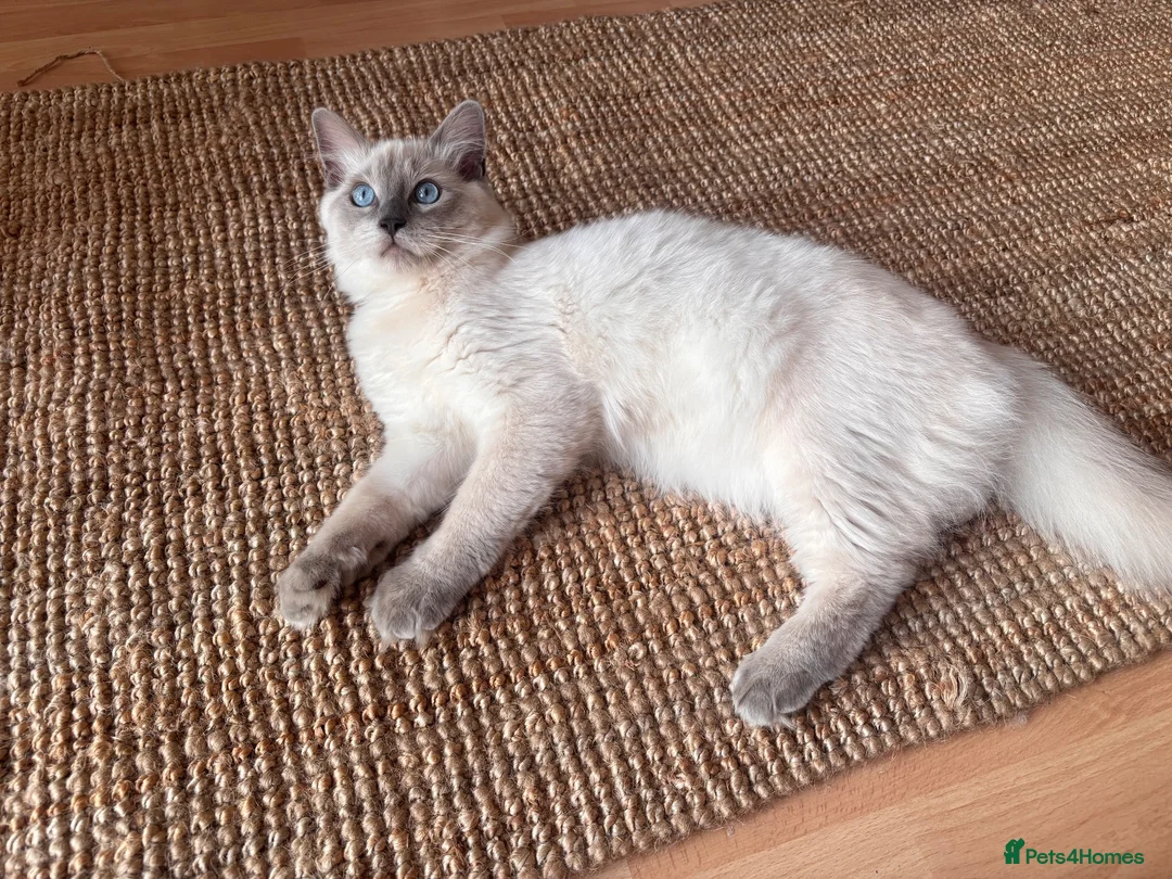 Ragdoll cats for sale: Goose - ragdoll x Siamese looking for a home - Advert 1