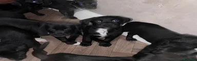 Mixed Breed 8