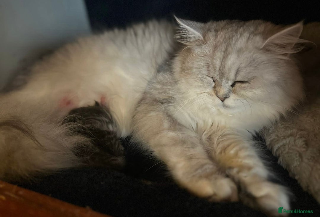 British Longhair cats for sale: Stunning fluffy Maine coon x british longhair  - Image 29