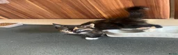 Mixed Breed cats for sale: 1 male - 4 female  - Advert 5