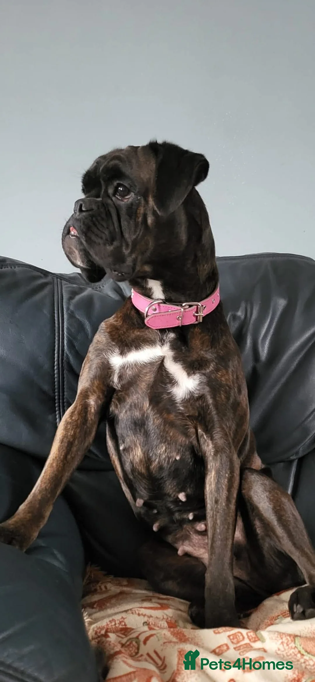 Boxer dogs for sale: Boxer Girl looking for new home - Advert 3