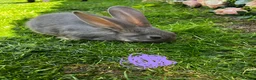 Continental Giant rabbits for sale: 4 mail continental Giants in Canterbury - Advert 14