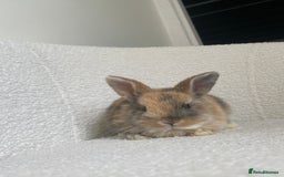 Mini Lop rabbits for sale: Mini lop cross Netherland dwarf  - Image 9