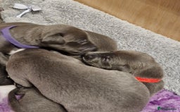 Whippet dogs for sale: Whippets - Image 10