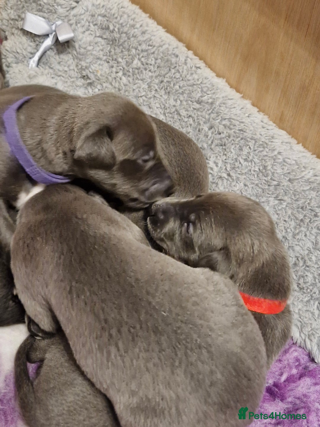 Whippet dogs for sale: Whippets - Image 10