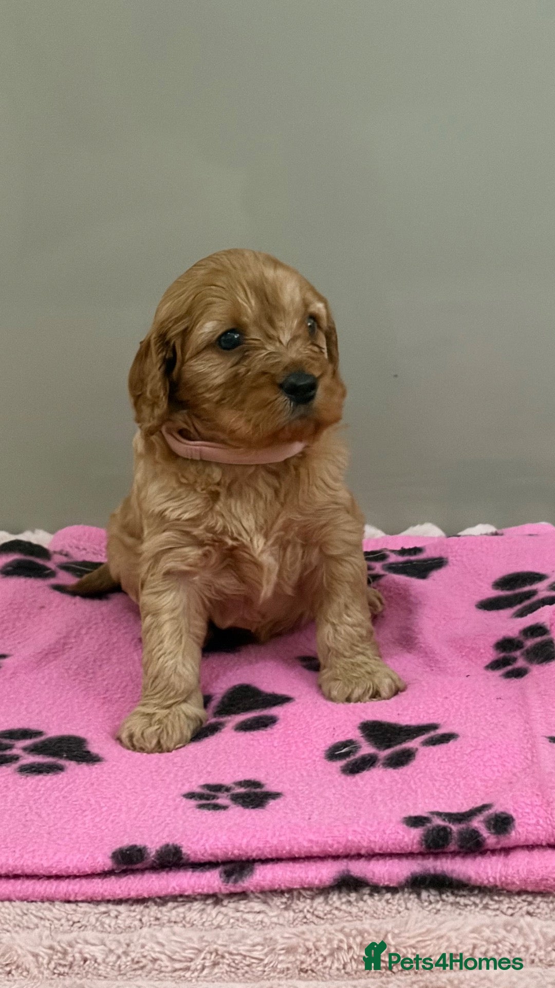 Cavapoo dogs Beautiful F1 Cavapoo’s - Advert 1