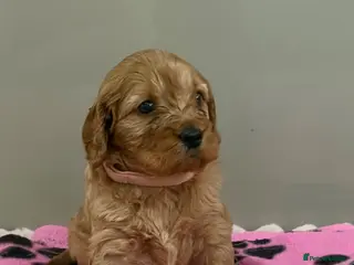 Cavapoo dogs Beautiful F1 Cavapoo’s - Advert 1
