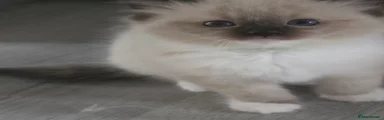 Ragdoll Kitten 3