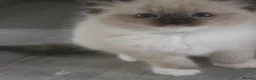 Ragdoll cats for sale: Full pedigree female Ragdoll - Advert 12