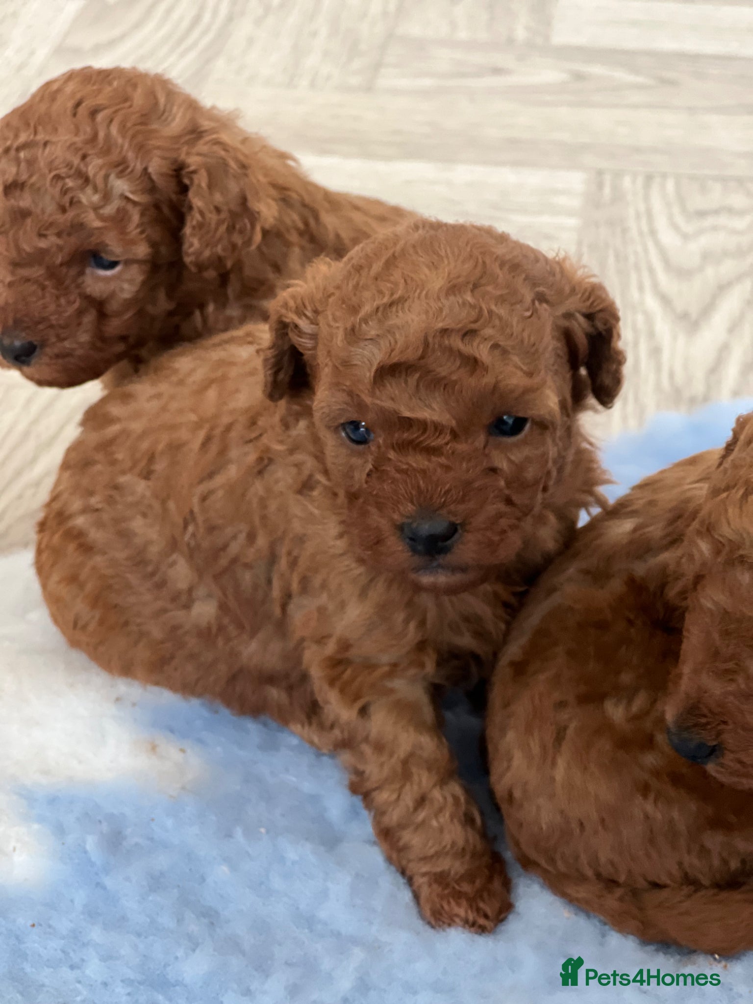 Toy Poodle dogs 1 girl left Deep red kc true size toy poodles - Advert 2