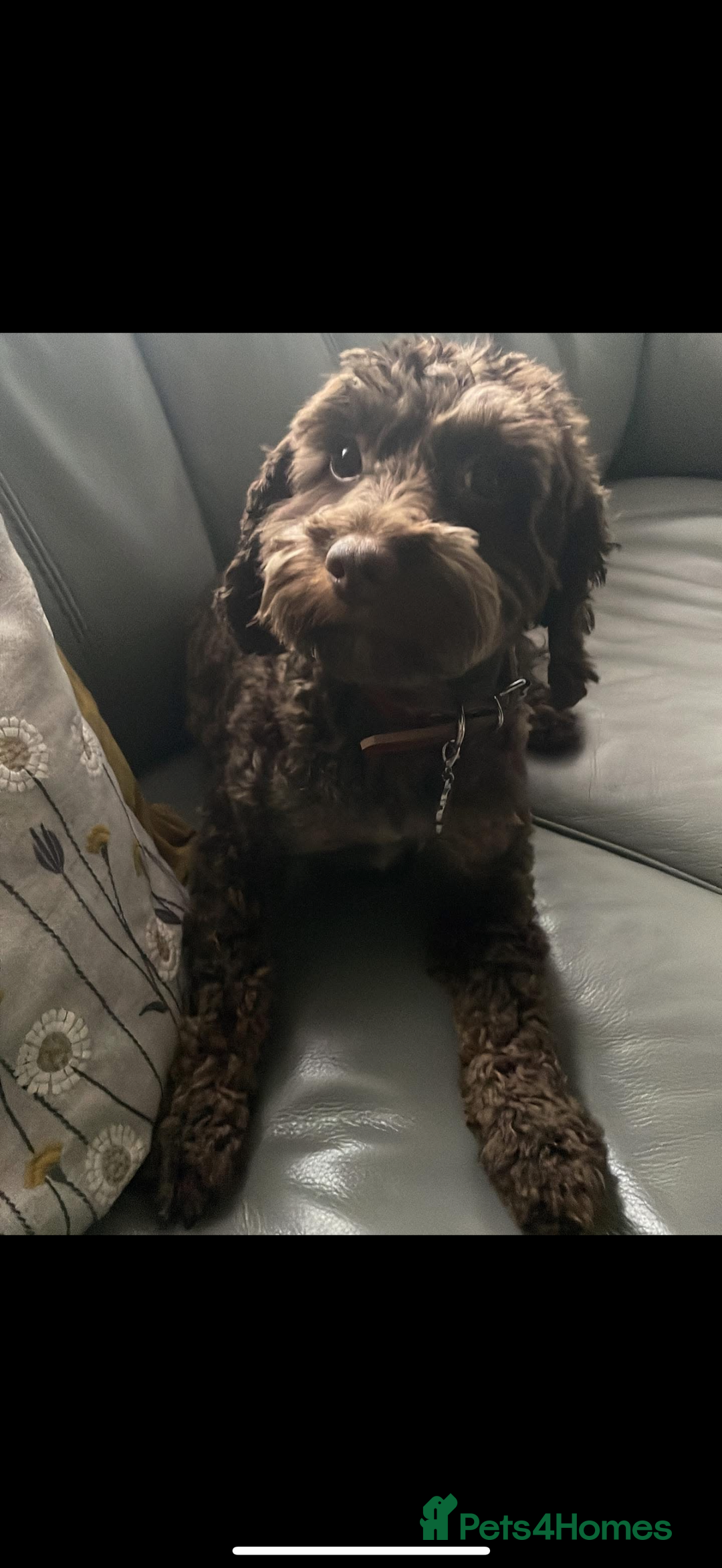 Cockapoo dogs for sale: Cockapoo/ cocker spaniel puppies - Advert 1