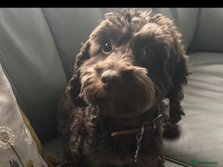 Cockapoo dogs Cockapoo/ cocker spaniel puppies - Advert 18