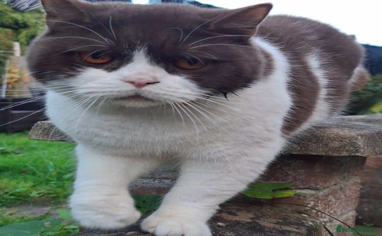 British Shorthair cats in Cardiff - Advert 1