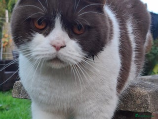 British Shorthair cats in Cardiff - Advert 33