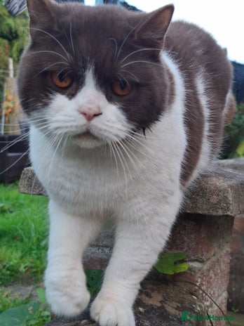 British Shorthair cats in Cardiff - Advert 3