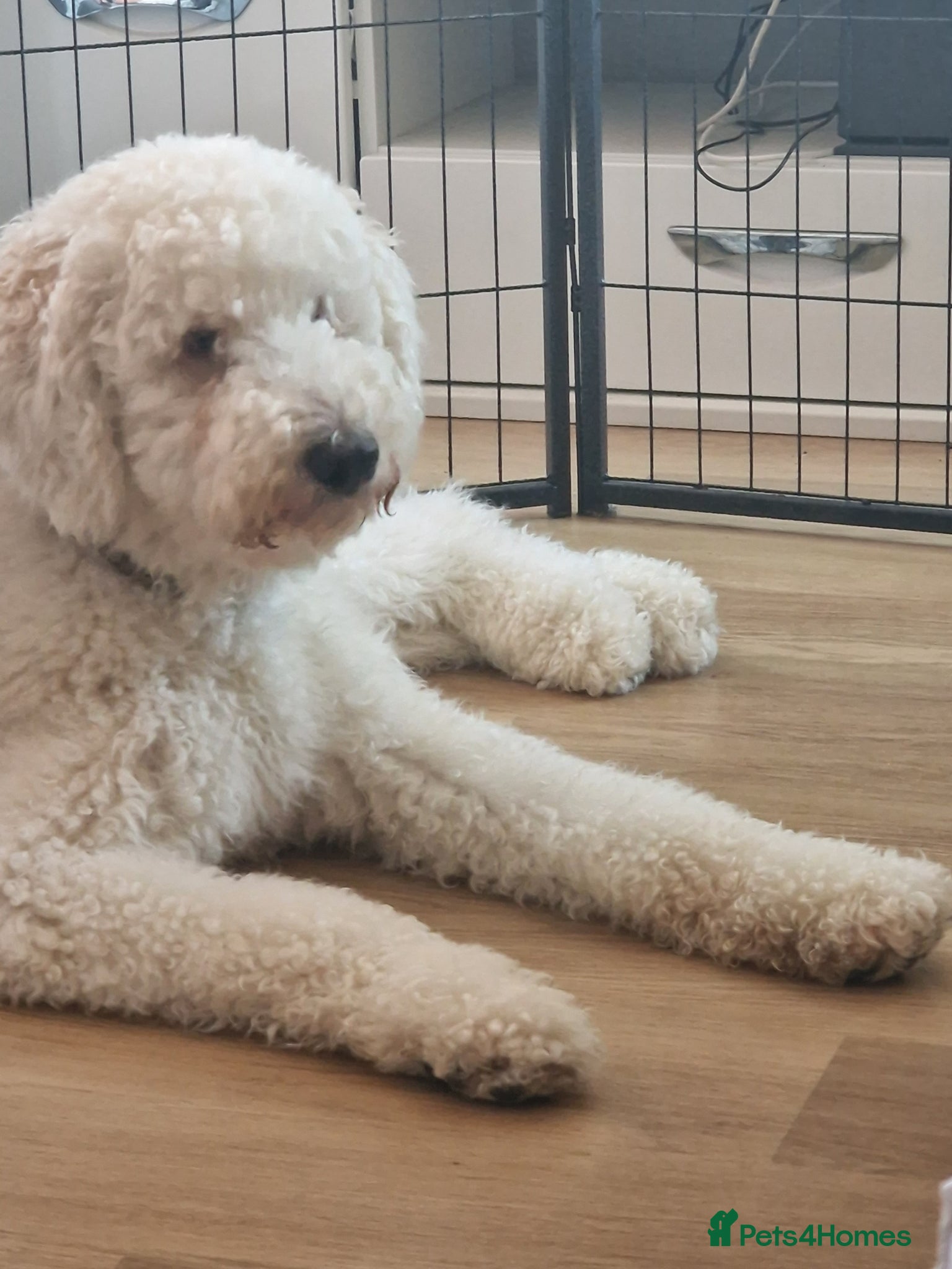 Standard Poodle dogs for stud: Standard White Poodle as stag - Advert 3