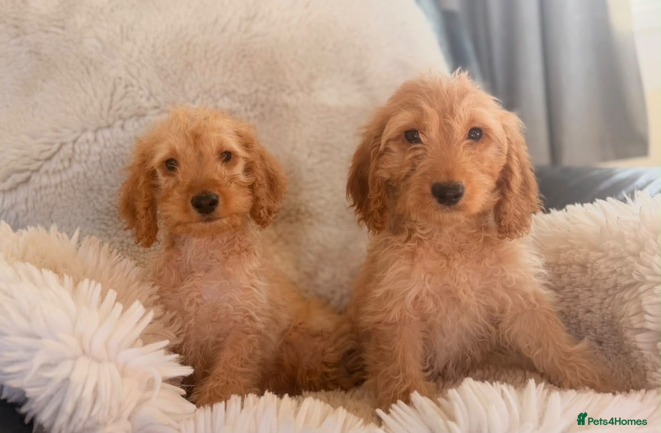 Cockapoo dogs Gorgeous F1 cockapoo puppies  - Advert 1