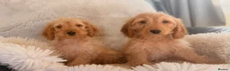 Cockapoo dogs for sale: Gorgeous F1 cockapoo puppies  - Advert 1