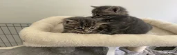 Mixed Breed cats for sale: Adorable grey kittens & tabby grey kittens  in Salisbury - Advert 5