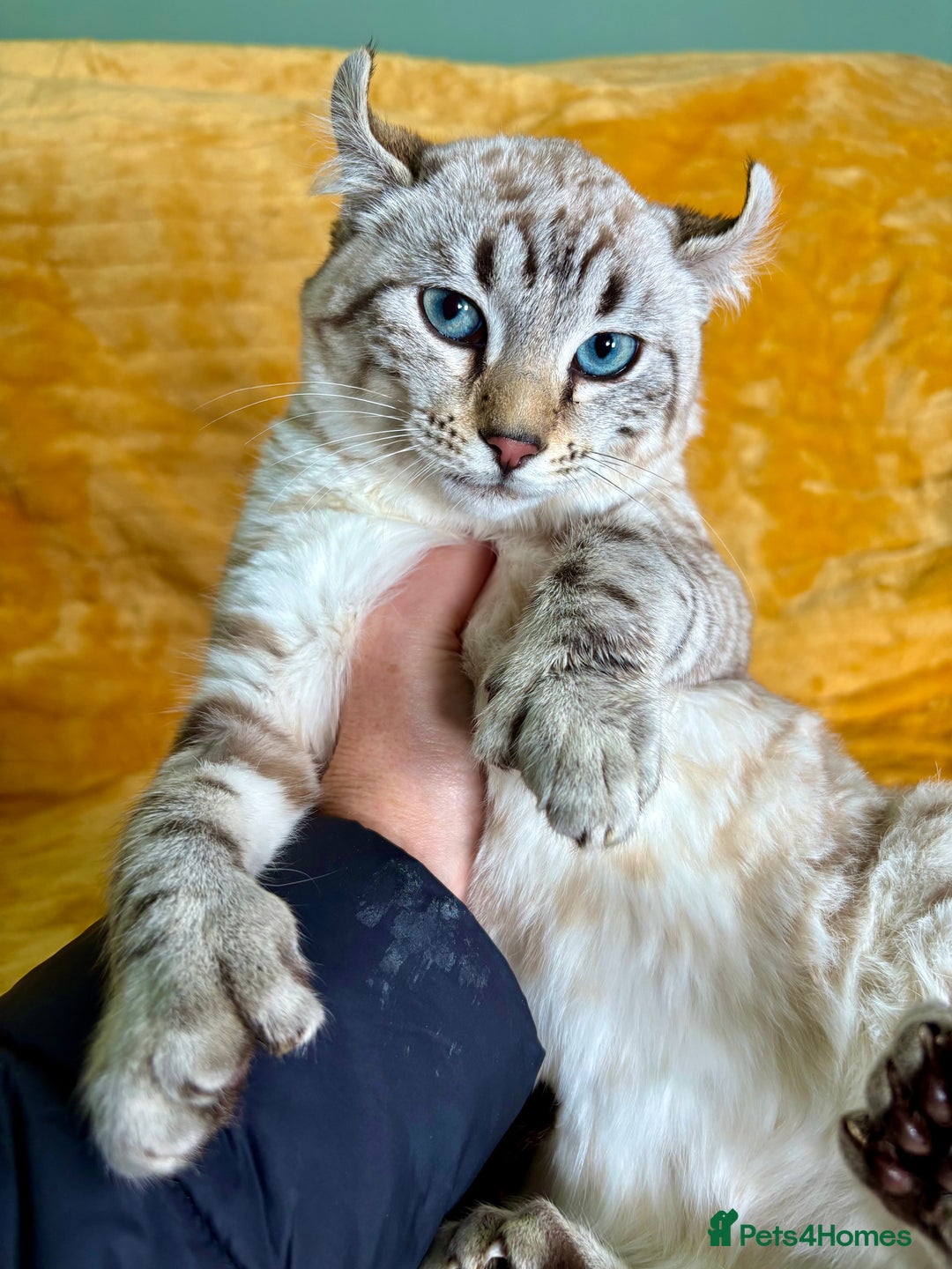 Keetso cats for sale: Super wild looking poly curled eared leopard  - Advert 19