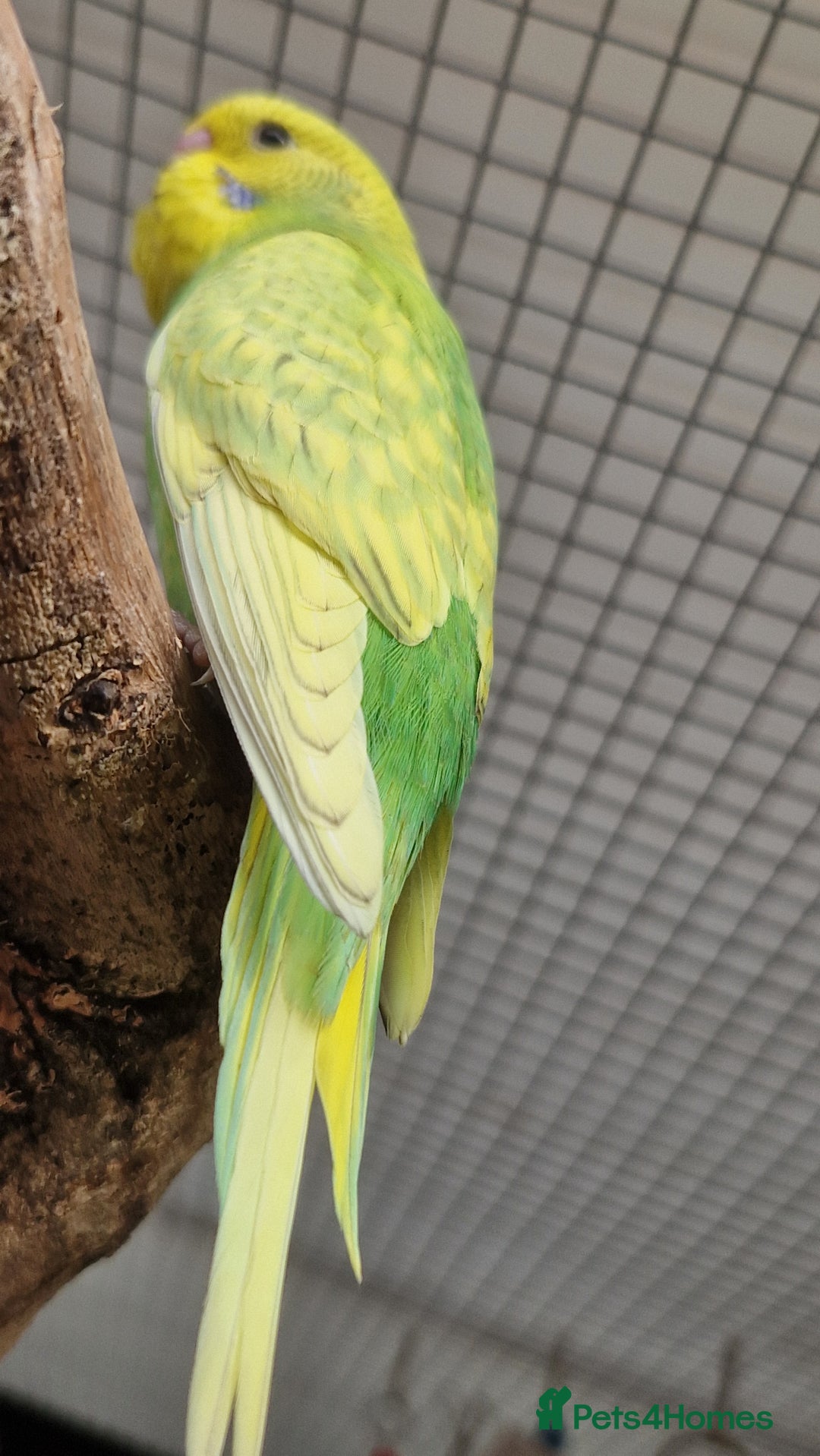 Budgerigars birds for sale: 6 baby budgies for sale from £30 to £40 - Image 7