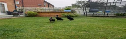 Ducks poultry for sale: 🦆 Runner Ducks Available – Ready for New Homes 🦆 - Advert 4