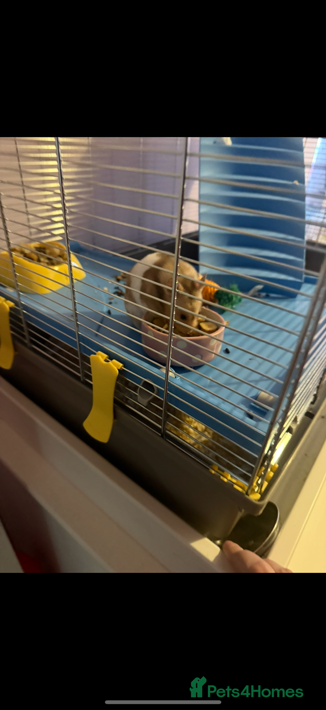 Hamster rodents for sale: Female hamster with large cage - Image 2