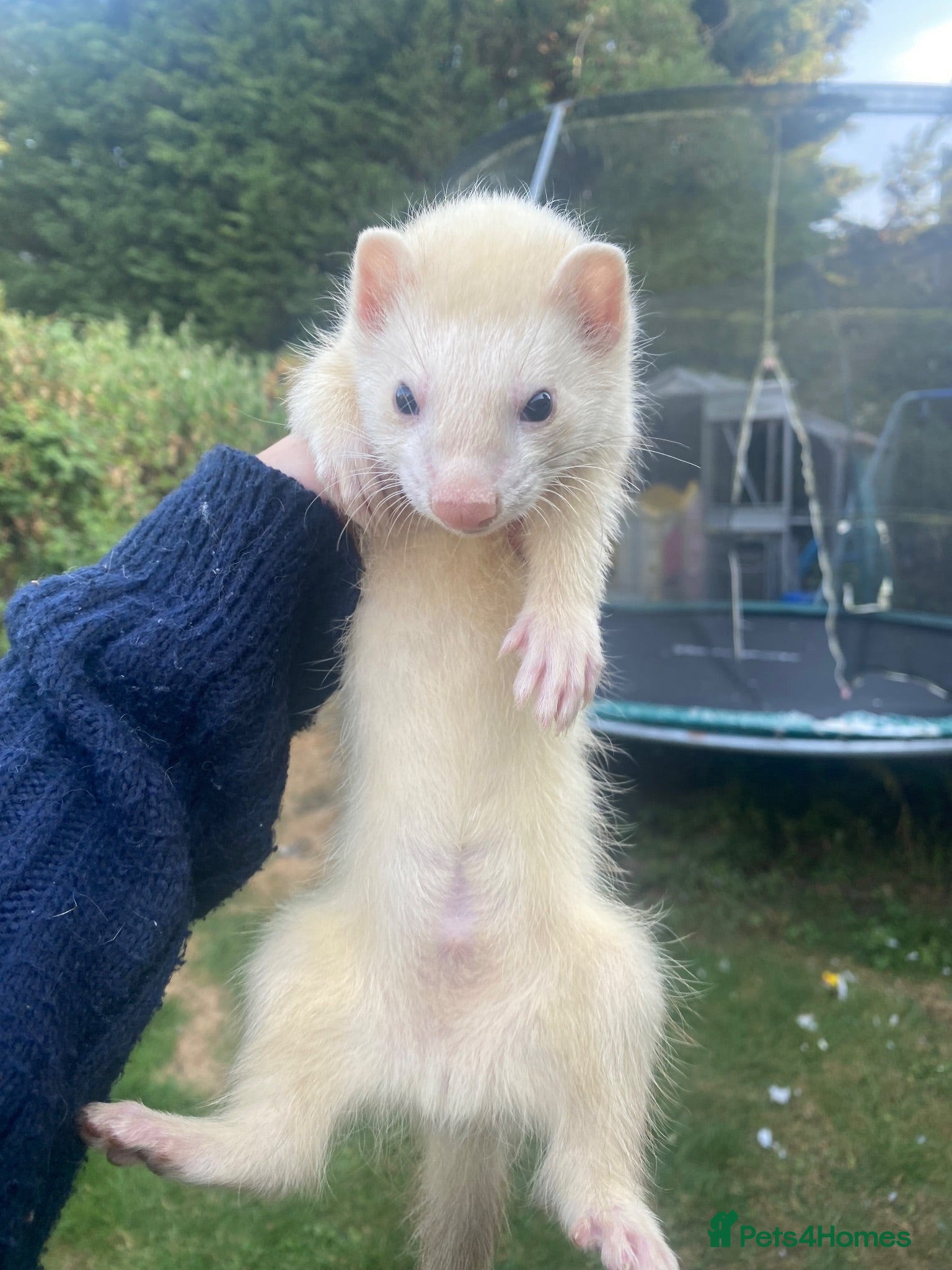 Ferret rodents Ferrets for sale  - Advert 1