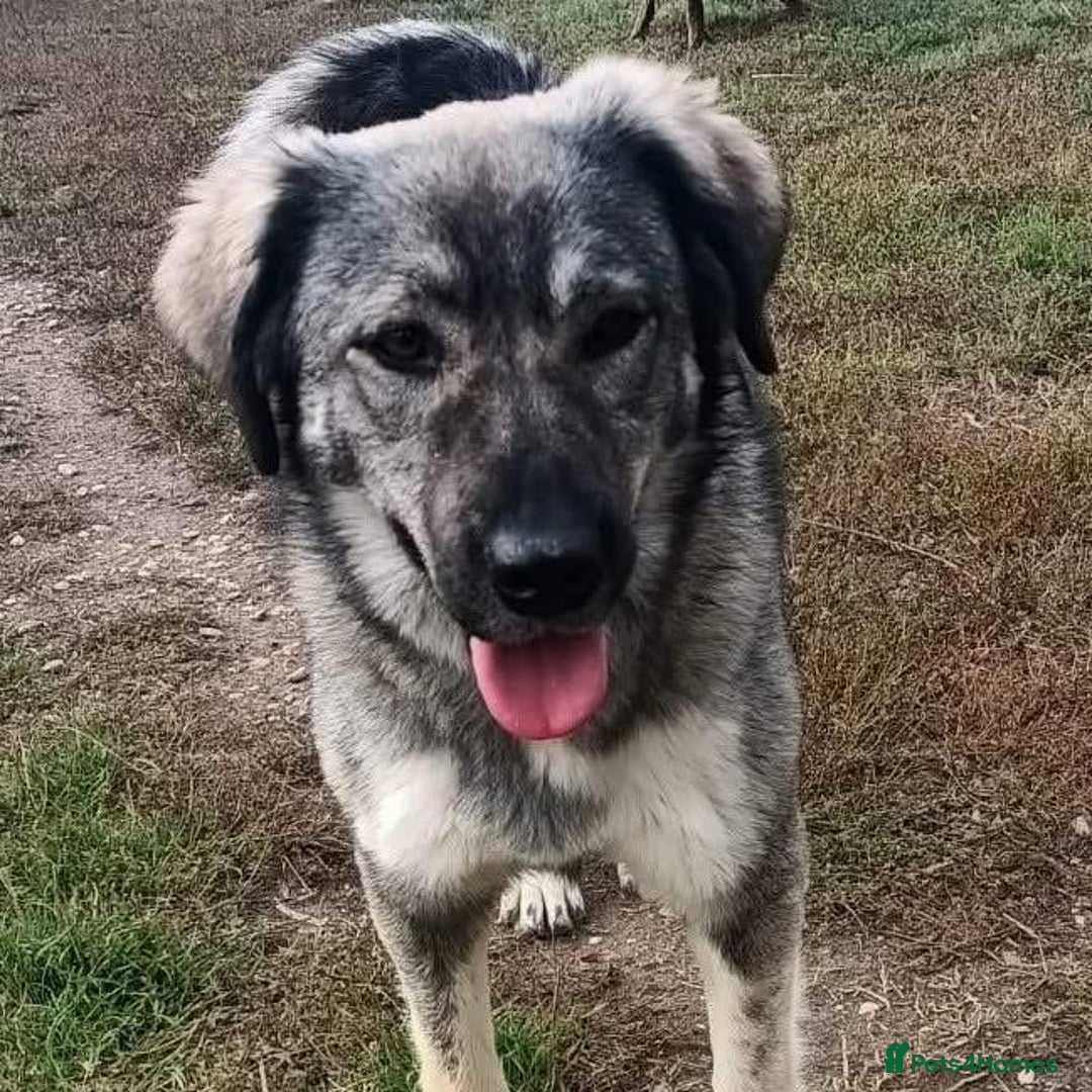 Mixed Breed dogs for adoption: Lola - Norwich Norfolk  - Advert 11