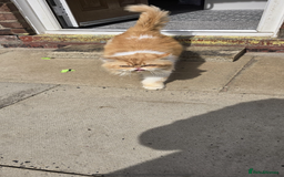 Persian cats for sale: Persian kittens  - Image 2