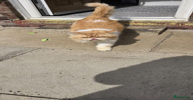 Persian cats - Advert 11