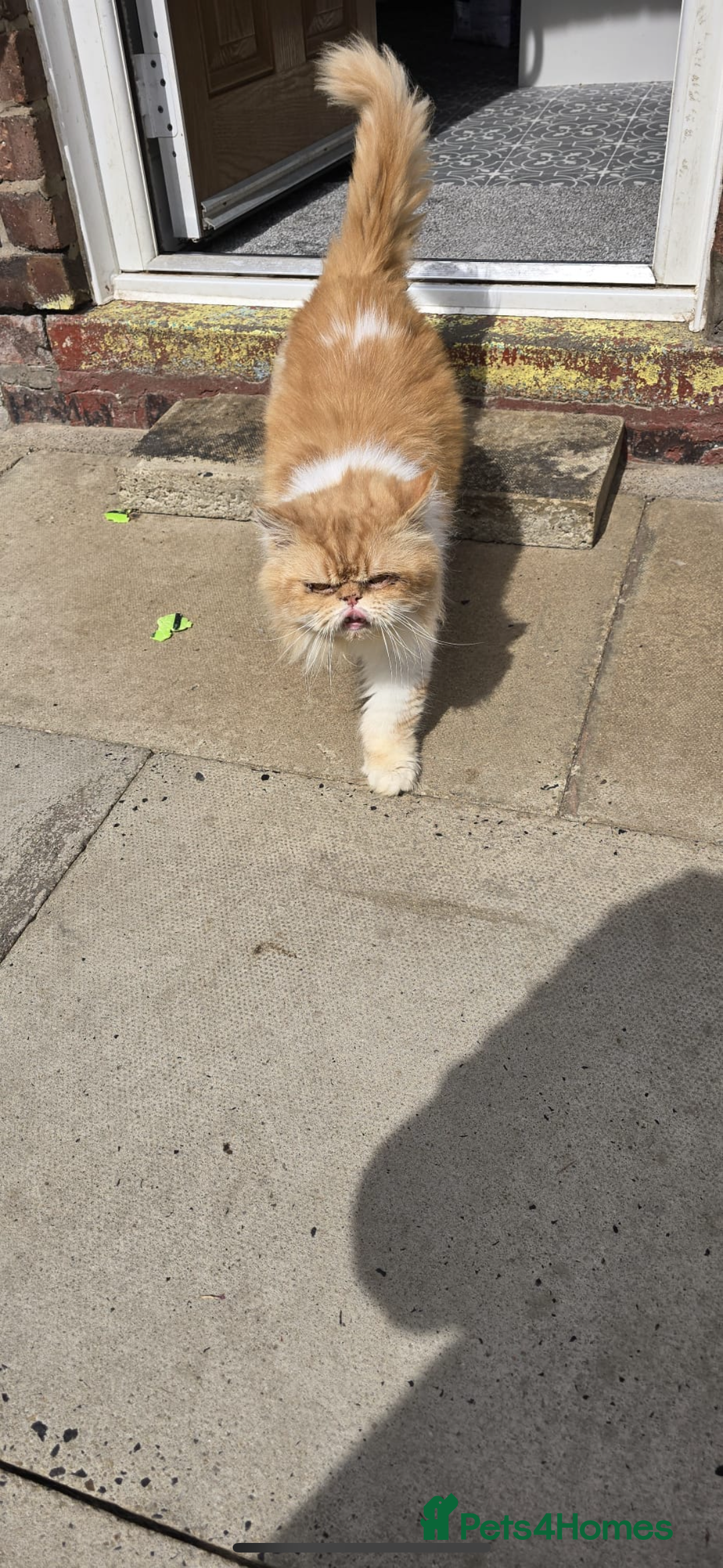 Persian cats for sale: Persian kittens  - Image 2
