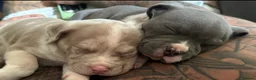 American Bully dogs for sale: Abkc pocket bully's in Barnsley - Advert 7