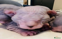 Sphynx cats for sale: Beautiful blue litter of Sphynx kittens - Advert 5