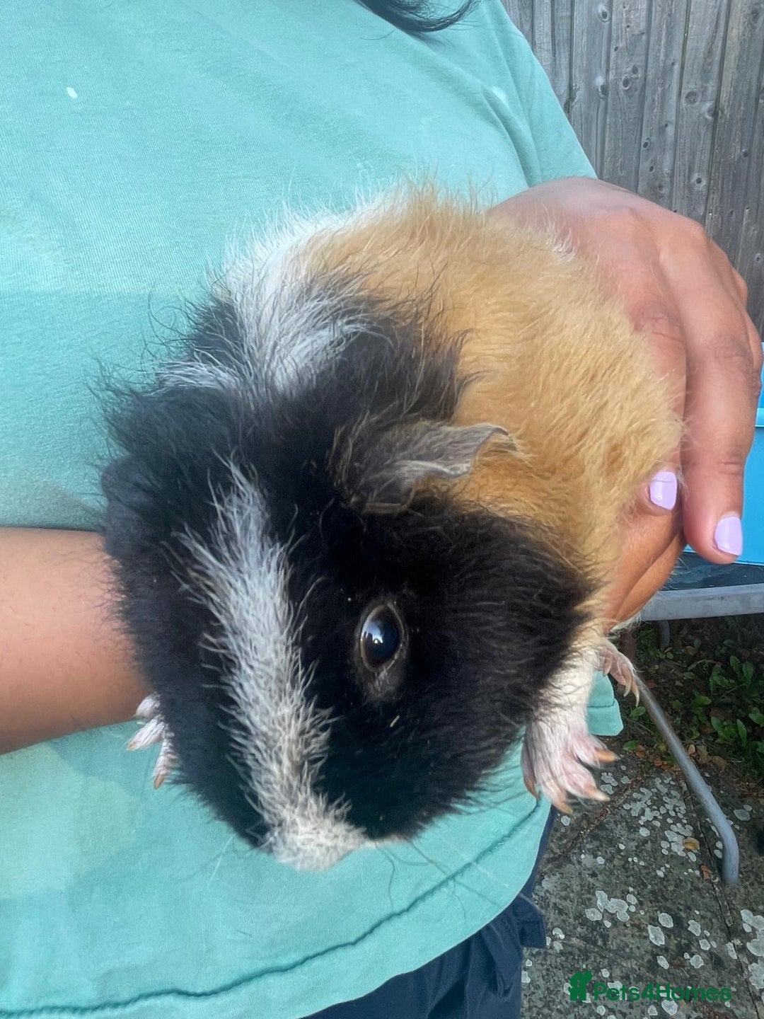 Guinea Pig rodents for sale: Female guinea pig  - Image 6