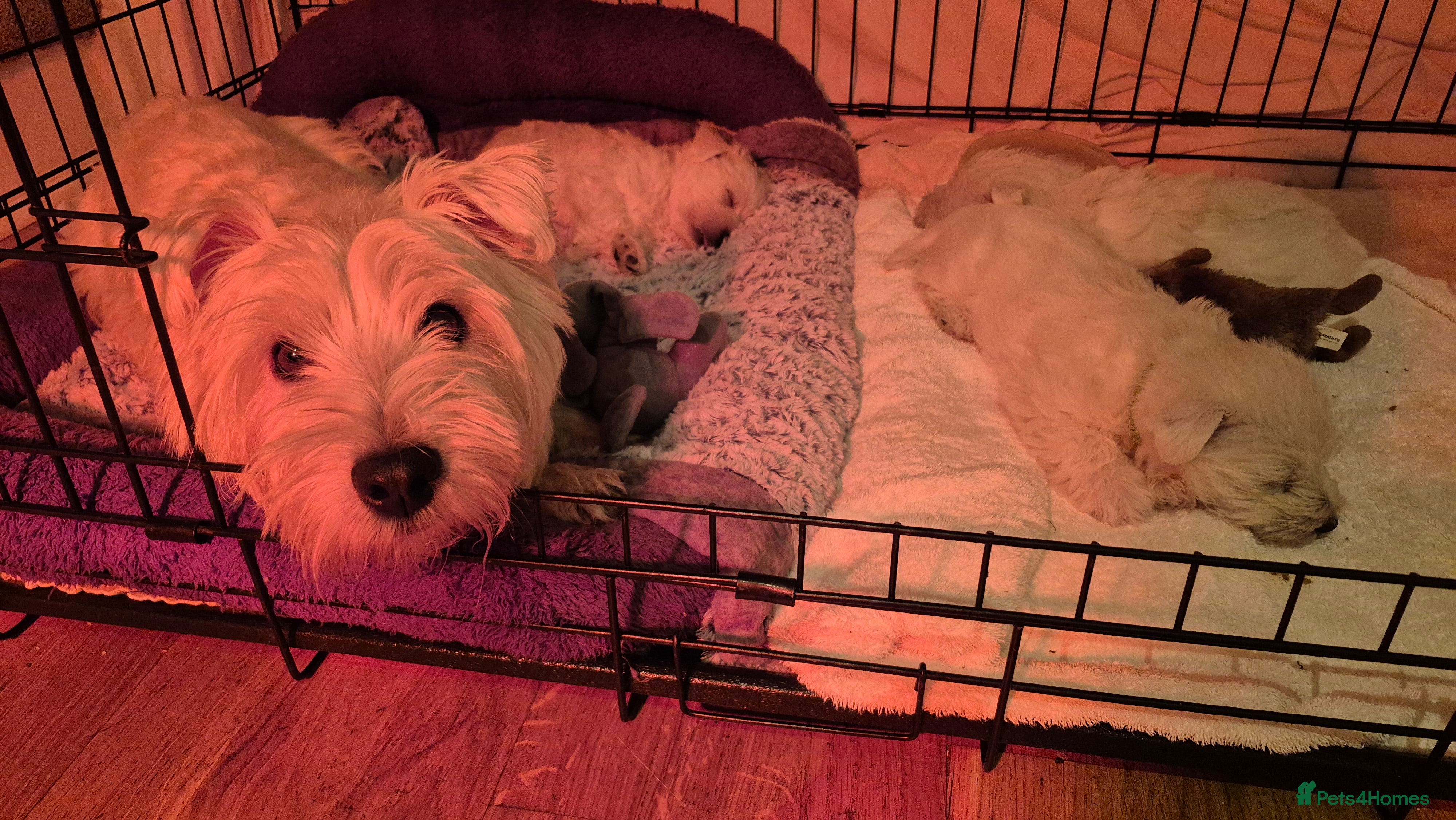 West Highland Terrier dogs 3 gorgeous Westie boys - "Ron, Fred & George" - Advert 1