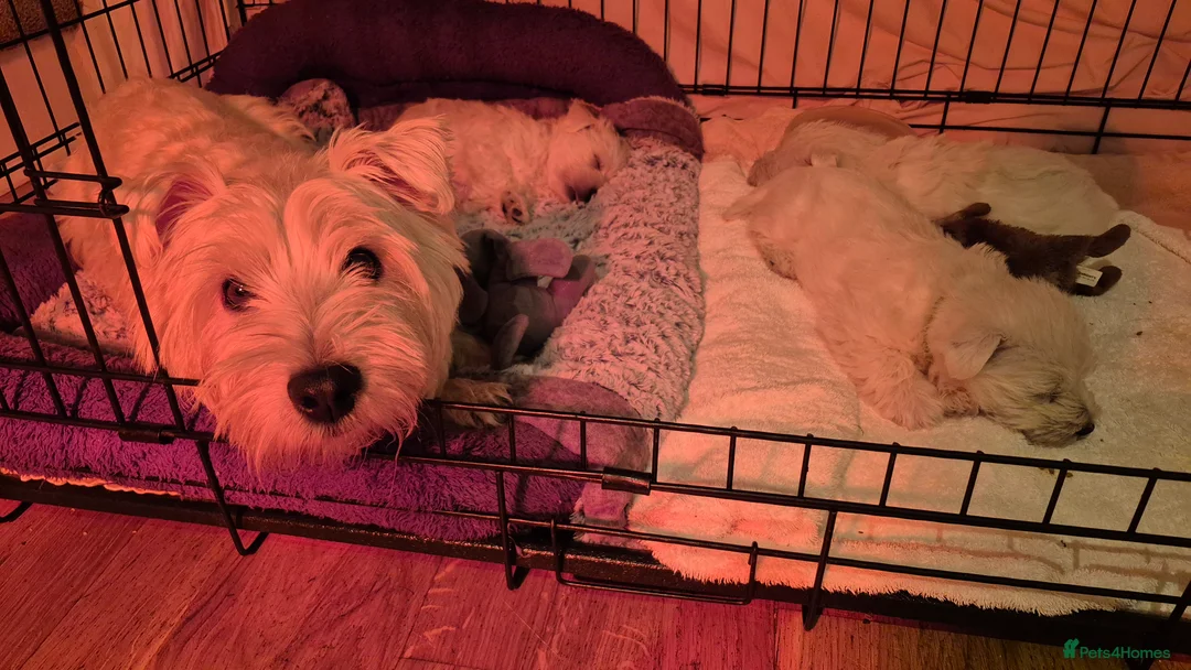 West Highland Terrier dogs for sale: 3 gorgeous Westie boys - "Ron, Fred & George" - Advert 1