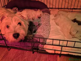West Highland Terrier dogs 3 gorgeous Westie boys - "Ron, Fred & George" - Advert 1
