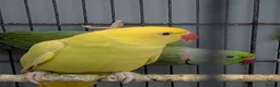 Ringnecks birds for sale: Ringneck Breeding Pair Available | DNA Tested  in Welshpool - Advert 3