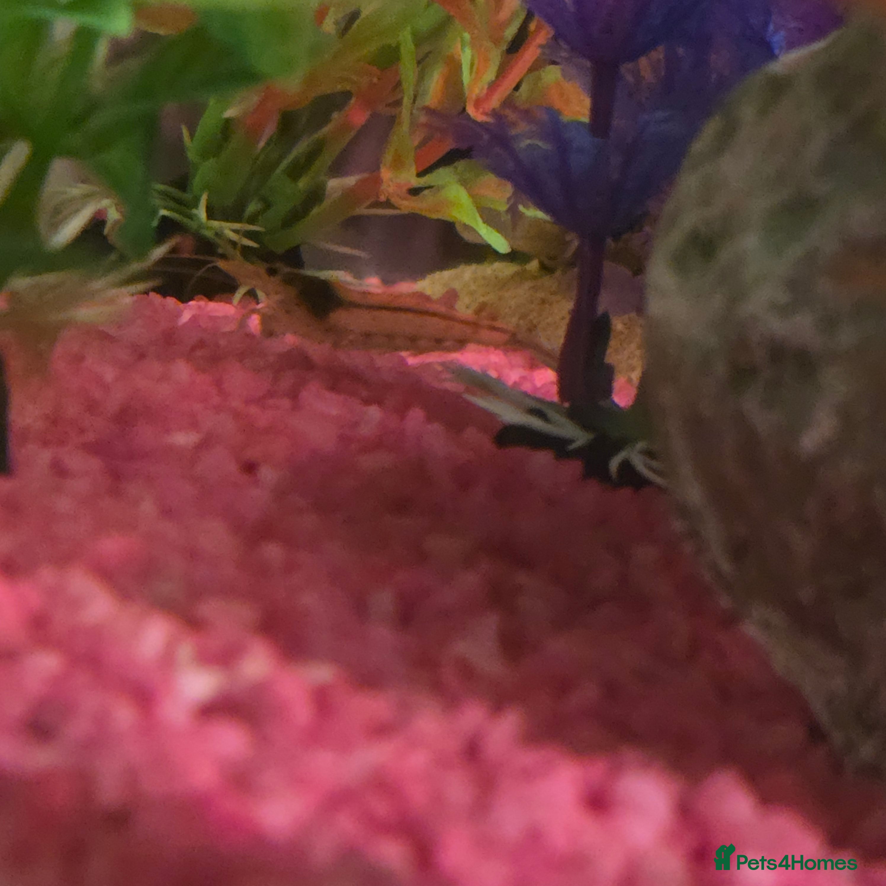 Shrimps fish Shrimp - Advert 5