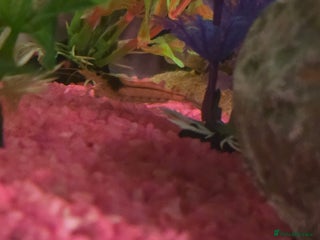 Shrimps fish Shrimp - Advert 1