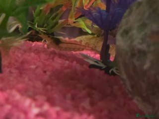 Shrimps fish Shrimp - Advert 12