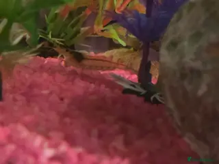 Shrimps fish Shrimp - Advert 19