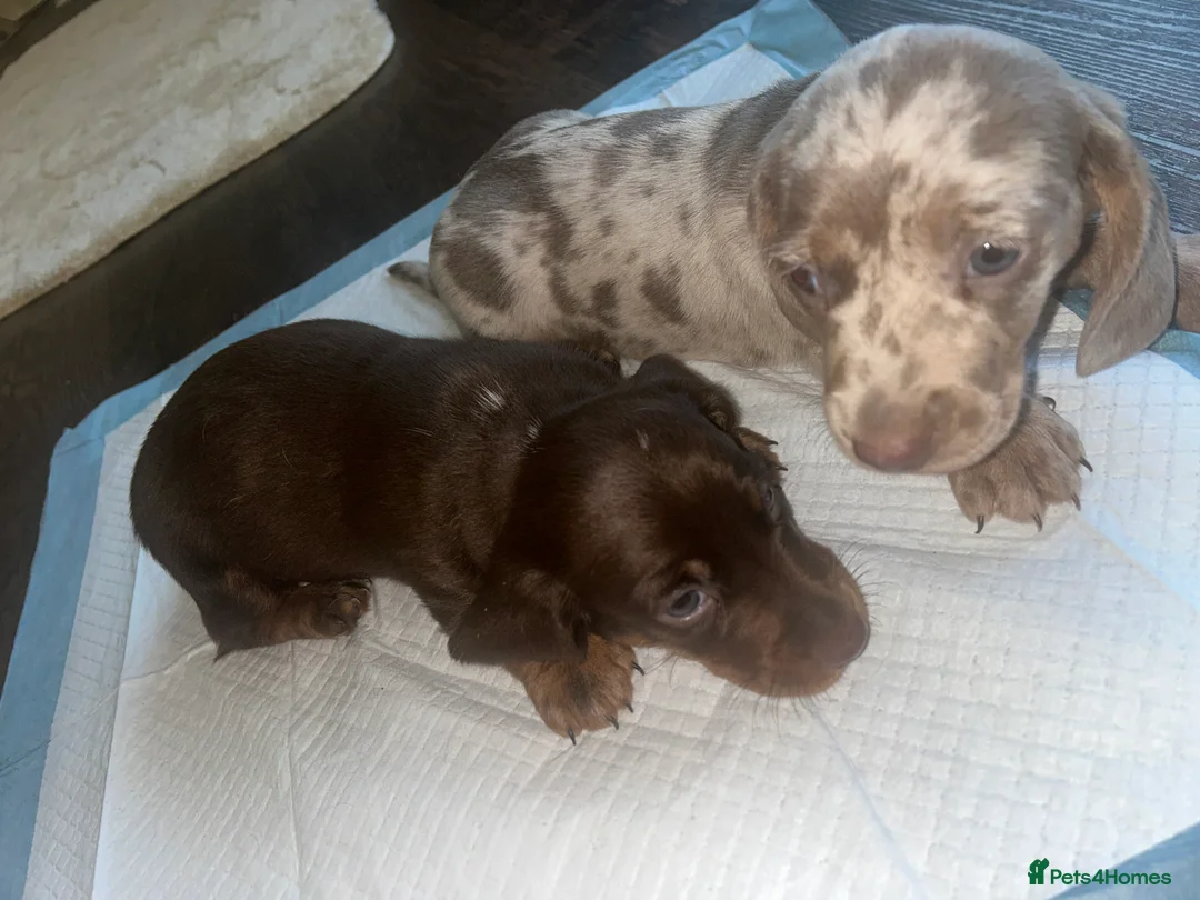 Miniature Dachshund dogs for sale: Miniature Dachshund Puppies - Advert 8