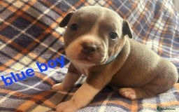 Staffordshire Bull Terrier dogs for sale: Red little one ❤️ - Image 13