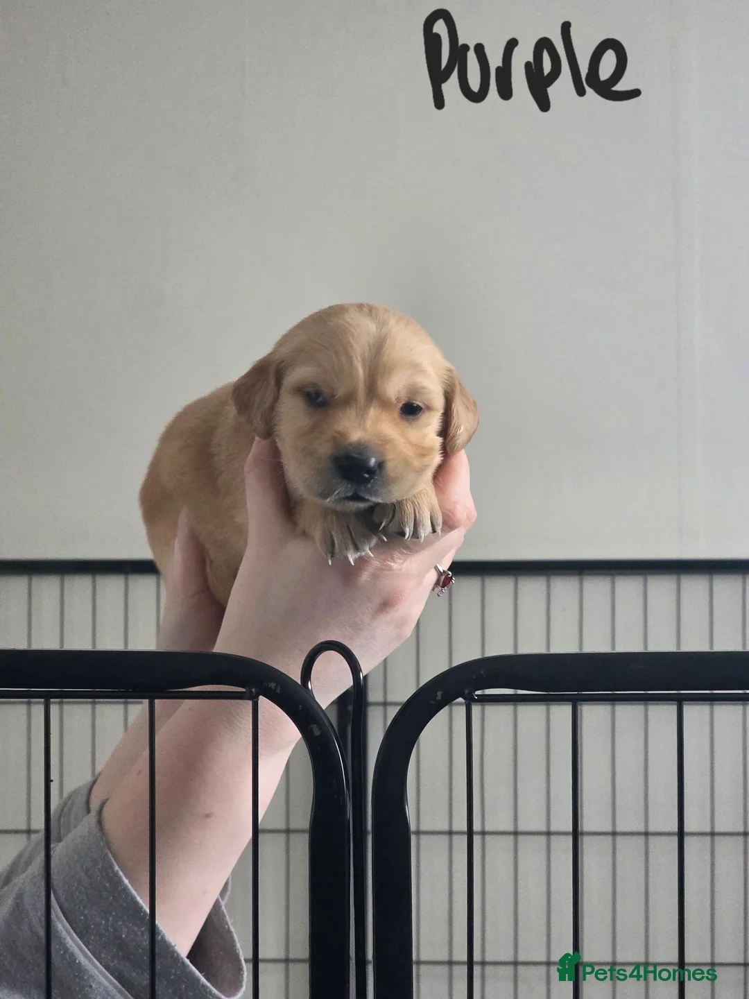 Golden Retriever dogs for sale: Adorable Golden Retriever Puppies for Sale  - Advert 4