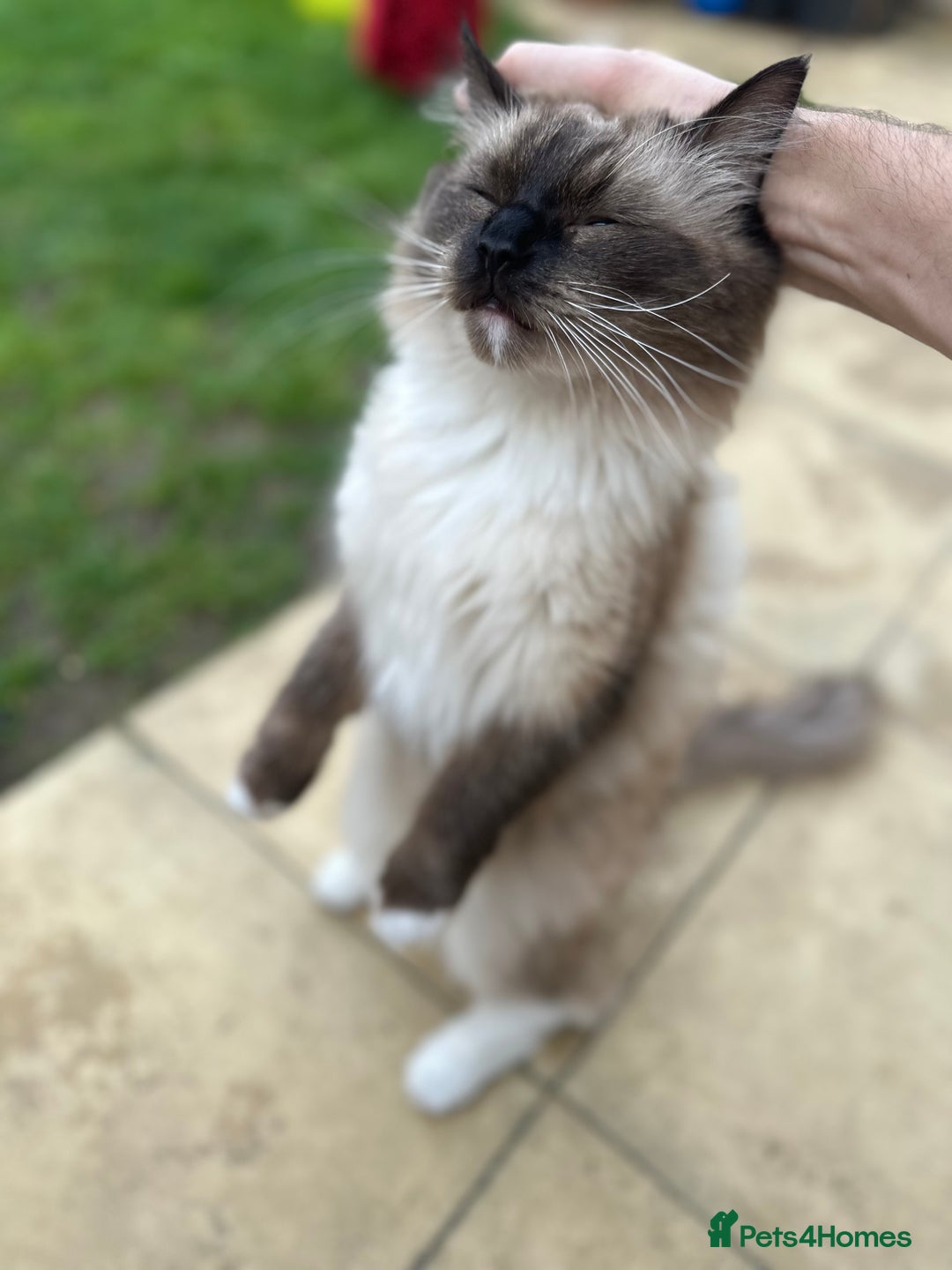 Ragdoll cats for sale: 🐾 Loving 21-Month-Old Male Seal Mitted Ragdoll 🐾 - Image 18