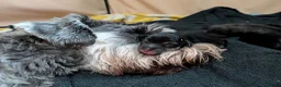 Miniature Schnauzer dogs for sale: Pedigree Miniature Schnauzers in Nottingham - Advert 19