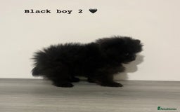 Pomeranian dogs for sale: Pomeranian puppies - Image 13